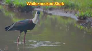 White-necked Stork, Woolly-necked Stork, Ciconia episcopus @hungrybirds4803