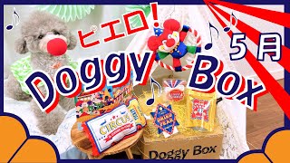 【ドギーボックス５月号】愛犬トルテがサーカス入団？！赤鼻のピエロになっちゃった🐶🤡【Doggy Box開封】（トイプードルのTorte channel)