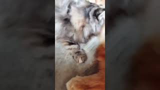 Holidays at Home with My Cat #short #viral #cat