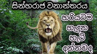 සින්හරාජ වනාන්තරයේ සුන්දරත්වය ./ sinharaja forest in sri lanka