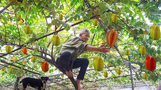 Harvesting Many Ripe Star Fruits - Taking Care of the Vegetable Garden to Sell to the Market