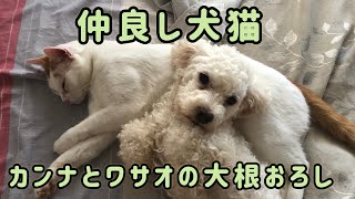 仲良しな犬猫を大根おろしにしてみた　【ボリビアより】