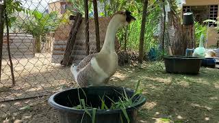 #goose  Geese activity #geese  សកម្មភាពរបស់ក្ងានក្បាលតោ