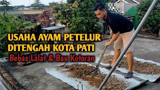 USAHA AYAM PETELUR DITENGAH KOTA PATI // TANPA LALAT DAN BAU KOTORAN