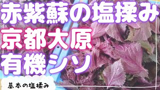 【赤紫蘇塩揉み】京都は大原からの赤紫蘇を塩揉みして梅を色づけさせます