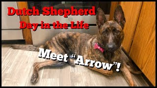 Dutch Shepherd - Day in the Life - Meet \