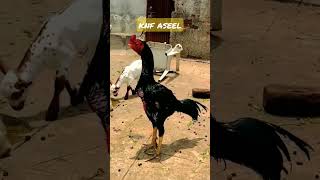 King Mushka Aseel Murga || knf pets