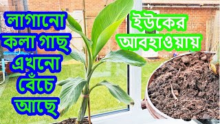 টবে কলা গাছ- ইউকের আবহাওয়ায় লাগানো কলা গাছ এখনো বেঁচে আছে GROWING BANANA PLANTS IN THE UK