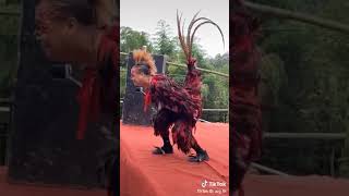 Điệu nhảy gà trống