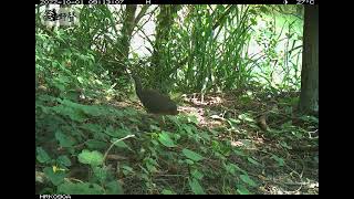 《白腹秧雞》  White-Breasted Waterhen  (𝘈𝘮𝘢𝘶𝘳𝘰𝘳𝘯𝘪𝘴 𝘱𝘩𝘰𝘦𝘯𝘪𝘤𝘶𝘳𝘶𝘴 𝘤𝘩𝘪𝘯𝘦𝘯𝘴𝘪𝘴)