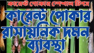 How to control Rice Brown Plant Hopper (BPH)|| ধানের বিপিএইচ বা কারেন্ট পোকা দমনের সঠিক পদ্ধতি