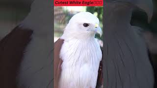 Stunning White Eagle Bird💖🦅#shorts #eagles #youtubeshorts