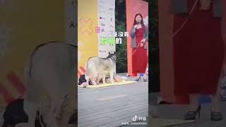 搞笑视频合合集#太调皮了 #笑点联盟计划 #摔倒瞬间