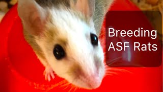 3 reasons ASF Rats are BEST