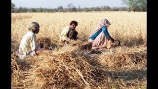 Vadodara: Farmers waiting for compensation as unseasonal rain damages crop| TV9gujaratiNews