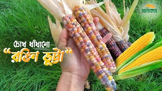 চোখ ধাঁধানো ‘রঙিন ভুট্টা’ | Colorful Corn | Rainbow Corn | ভুট্টা | Istiaq | Shadhikar News