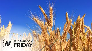 Flashback Friday: Is Gluten Sensitivity Real? & GF Diets - Separating the Wheat from the Chat