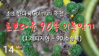 초보다육 90종 이름알기, Beginner Succulent Name