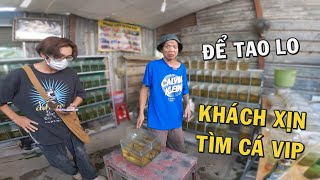 Ông chủ trại cá Betta hướng dẩn cách trị nấm và vị khách Oldschool