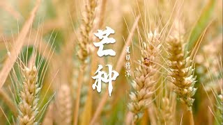 二十四节气 | 芒种 Grain in Beard