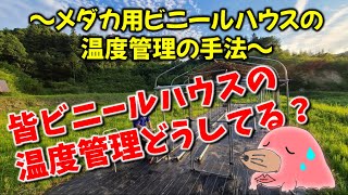 メダカ用ビニールハウス　春の温度管理方法！