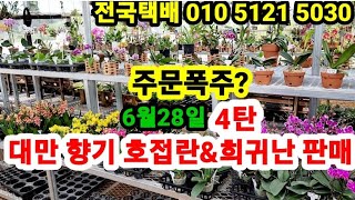 대만 미니 향기 호접란 판매 주문폭주?? 010 5121 5030