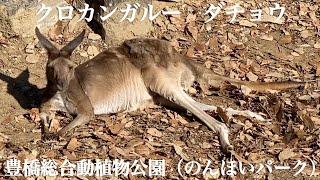 豊橋総合動植物公園（のんほいパーク） カンガルー ダチョウ Toyohashi Comprehensive Animal and Botanical Park (Nonhoi Park)