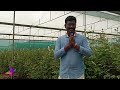 hosur rose farm rose export rose roseexport