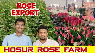 hosur rose farm | rose export #rose #roseexport