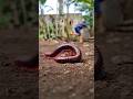 The man climbed a tree to escape after seeing a camouflaged millipede #shorts #millipede