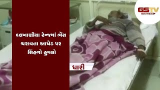 Amreli : દલખાણીયા રેન્જમાં ભેંસ ચરાવતા આધેડ પર સિંહનો હુમલો | Gstv Gujarati News