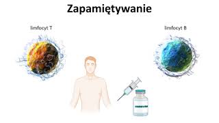 Trenuj swoje białe krwinki czyli o tajemnicach szczepionek.