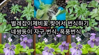 벌레잡이 제비꽃 찢어서 번식해요.  너무 많아진 모라넨시스. 아그나타 에쎌리아나