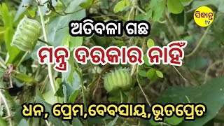 ବିନା ମନ୍ତ୍ର ତନ୍ତ୍ରରେ || ପାଞ୍ଚୋଟି ସମସ୍ୟା ସମାଧାନ || ବଶିକରଣ || motivational video