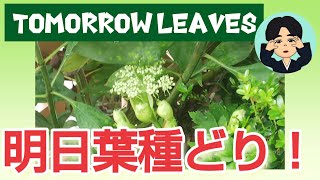 明日葉の種どり！