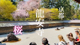 2023年4月4日 外国人観光客の多い京都龍安寺を散策 Kyoto Ryoanji Temple 【4K】