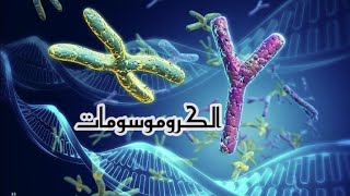 تعريف وأهمية الكرموسومات Chromosomes . الجزء الأول من الأنقسام الخلوى