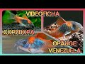 Vídeo ficha Corydora Orange Venezuela #corydoras #acuario #acuariofilia #peces