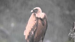 Sęp płowy (Gyps fulvus) - Hiszpania 2013, PN Monfrague