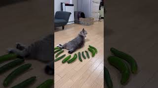 Cucumber prank in the cat 😂