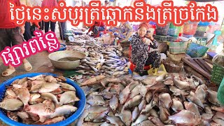 ផ្សារពន្លៃ ថ្ងៃនេះ សំបូរត្រីល្អៗណាស់ បងប្អូន ឆ្កោកនឹងច្រកែង || Freshwater Fish Market KH [Ep. 799]