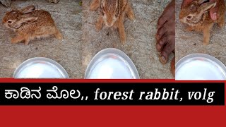 ಕಾಡಿನ ಮೊಲ, forest rabbit,,,🌄😁 Shobha YouTube channel