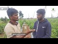 organic tomato cultivation ಸಾವಯವ ಟೊಮೆಟೊ ಕೃಷಿ