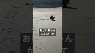 [老犬] 歩くのが遅いおじいちゃんを呼びに行く、呼びに行ったのも老犬