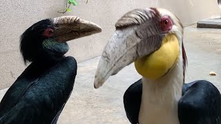 【飼育員さん解説付】片思い中のシワコブサイチョウ【福岡市動物園】餌をプレゼントしたいトト（♂）と、クールな反応のキッキ（♀）