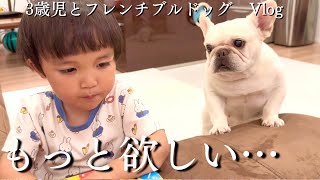 子供嫌いのフレンチブルドッグが3歳児からオヤツ貰う姿が必死過ぎて可愛い