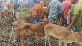 @ আজ ১৩ জুন ২৩ | সবচেয়ে ছোট ছোট ষাঁড় বাছুর গরুর দাম | আফতাবগঞ্জ হাট | দিনাজপুর