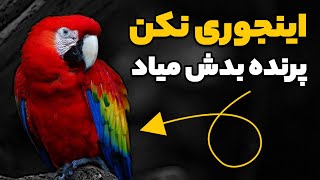 10 کاری که پرنده ها ازشون متنفرند