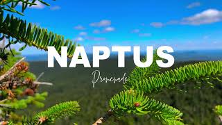 Naptus - Promenade (Official Audio)