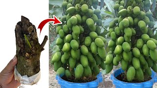 Best Techniques Growing Mango Tree to bears much fruit with Duck eggs and Aloe Vera